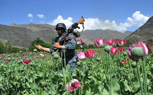 کشت خشخاش