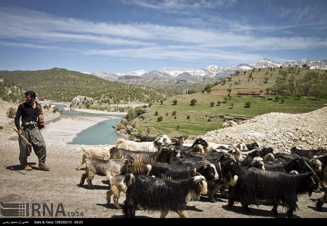 کوچ عشایر (عکس)