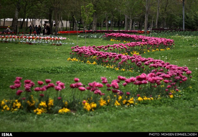 زیبایی گل‌های پیازی - مشهد (عکس)