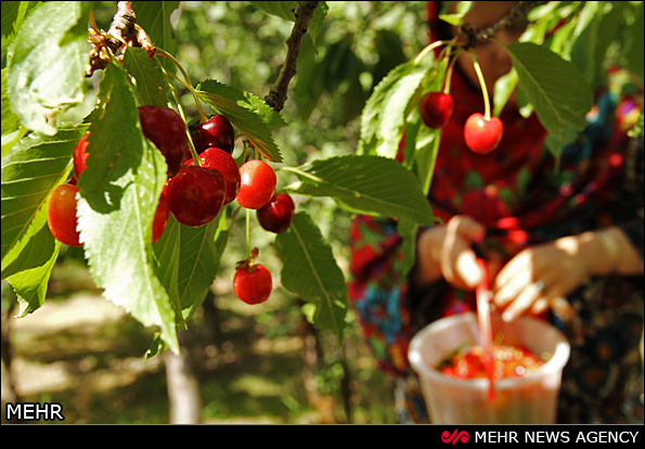 برداشت گیلاس - آذربایجان شرقی (عکس)