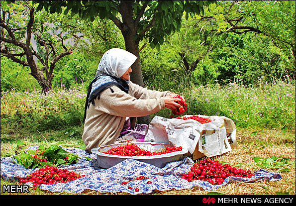 برداشت گیلاس - آذربایجان شرقی (عکس)