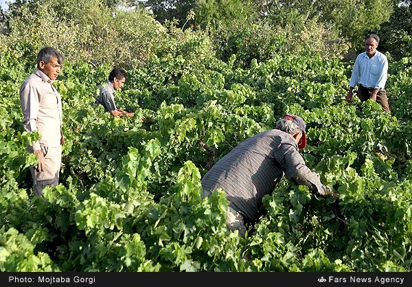 برداشت انگور در بیرجند (عکس)