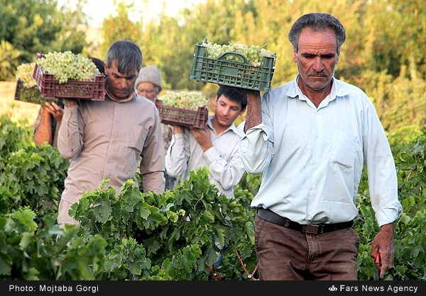 برداشت انگور در بیرجند (عکس)