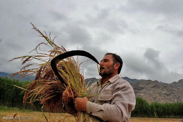 برداشت برنج در آذربایجان (عکس)