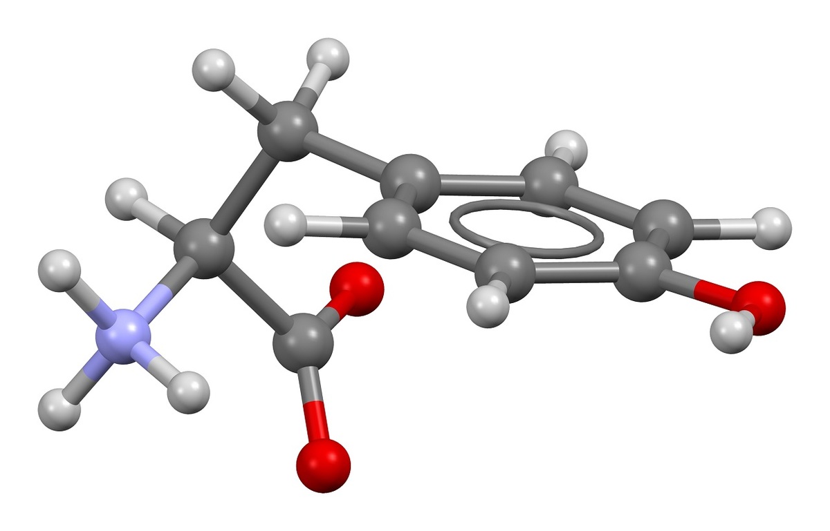 تیروزین؛ از  مکمل غذایی محبوب تا تولید کننده ترکیبات شیمیایی مهم در مغز!