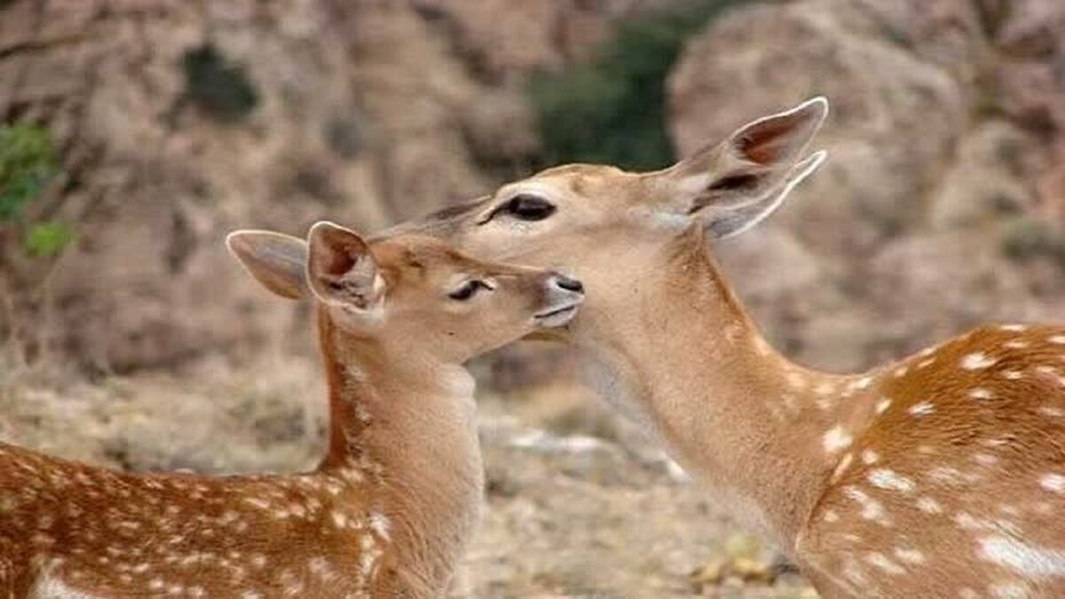 نخستین گوزن زرد ایرانی در ارسنجان زاده شد