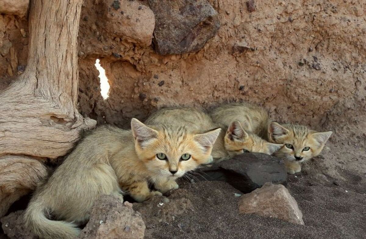 زیباترین گربه جهان در شمال شرق ایران (عکس)