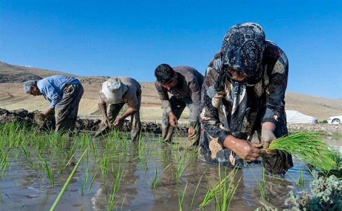 فوت دومین جوان کشاورز در مازندران بر اثر بیماری 